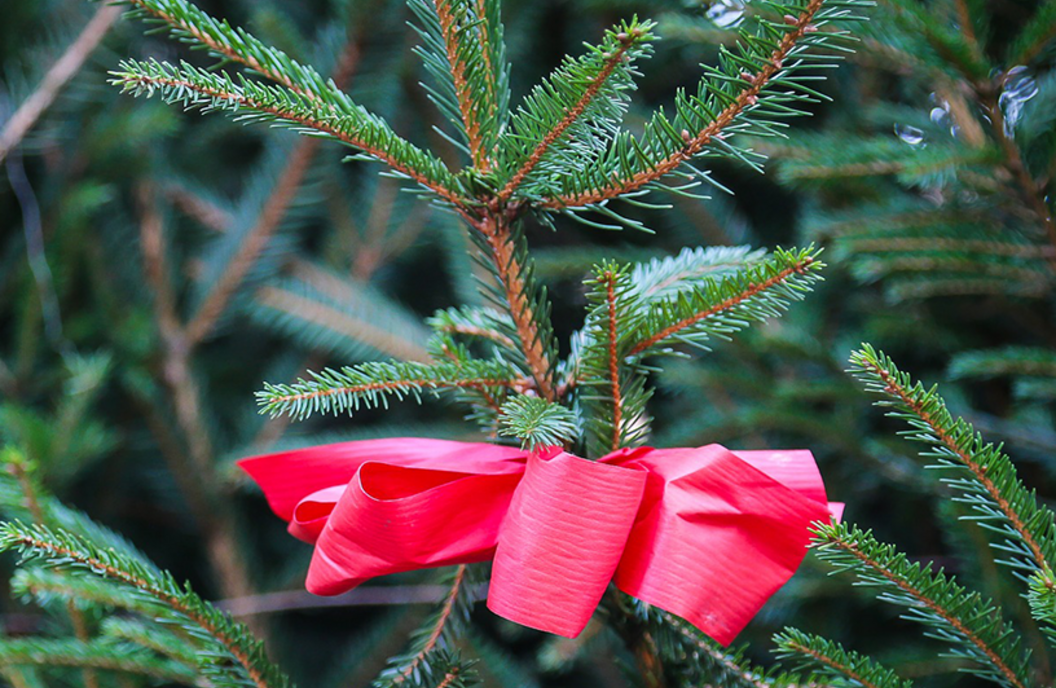 Juletræ